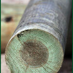 фото Опора ЛЭП деревянная пропитанная 6метров